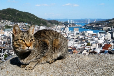 尾道 猫好きのまつり