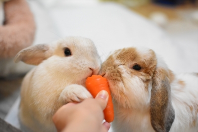 うさぎしんぼる展 in 名古屋