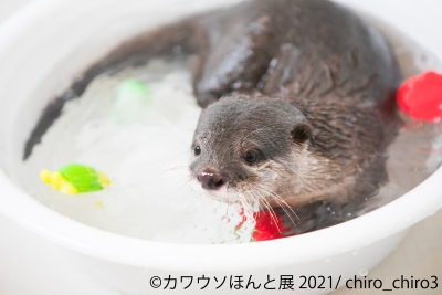カワウソほんと展 2021（東京）