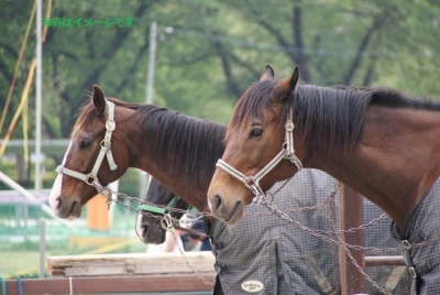 サン・ジュゼッペ（聖ヨセフ）の騎馬行列祭（Cavalcata di San Giuseppe）：イタリア