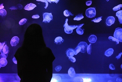クラゲの芸術祭