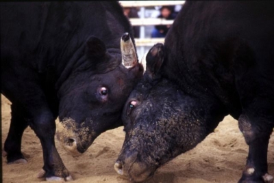 宇和島伊達400年祭記念闘牛大会 