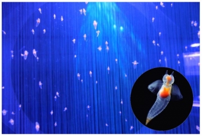 クリオネリウム～煌びやかでクリスタルな生きものたち～