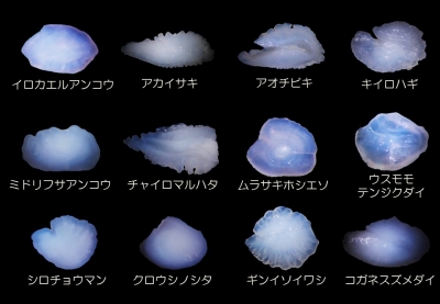 企画展「耳石を知ろう・探そう・集めよう」