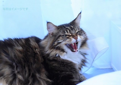 世界しかめっ面選手権大会(Gurning World Championship)2014：イギリス