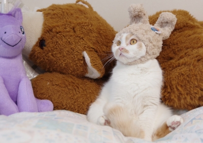 ねこ休み展スピンオフ企画「まるごとホイちゃん展 in 大阪」