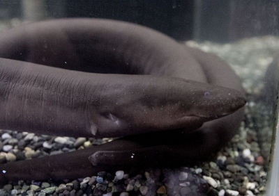 ぬるにょろすい 