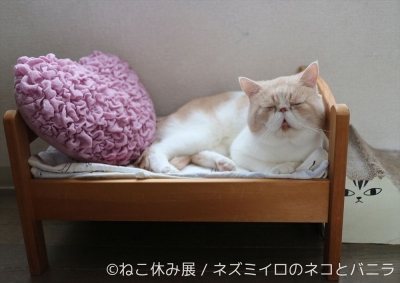 「ねこ休み展」  in  福岡