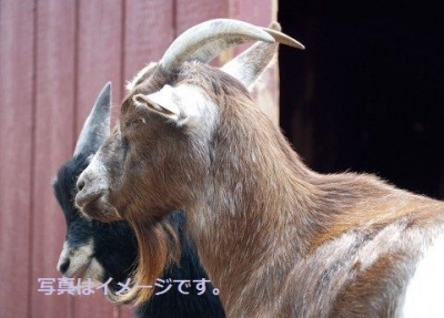 コルヌート祭り2014(Festa del Cornuto、Festival of Horns):イベント