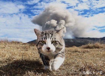 横浜赤レンガ倉庫ねこ写真展2016
