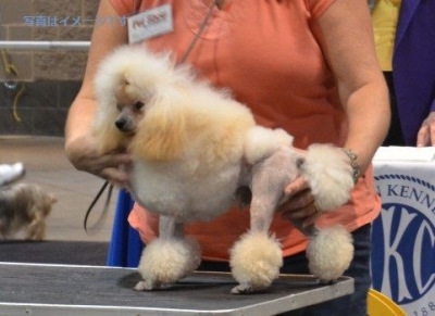 クラフツ（Crufts Dog Show）：イギリス