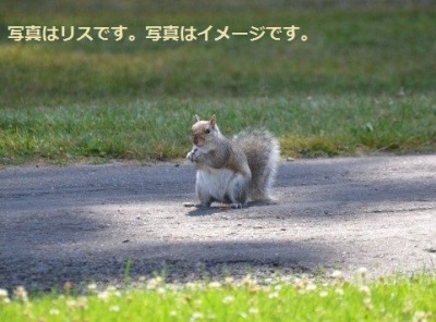 グラウンド ホッグデー（Groundhog Daｙ）：アメリカ