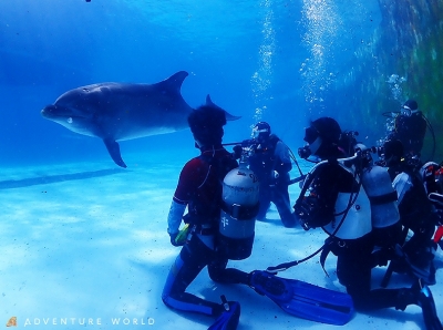ダイビングwithドルフィン