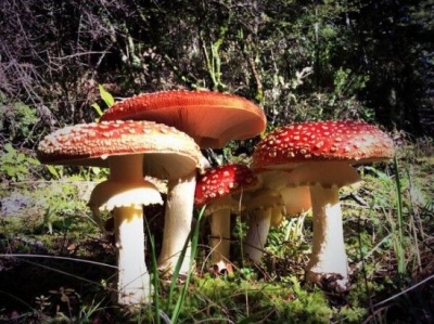 真冬のきのこ祭り！　きのこる学習帳３冊目