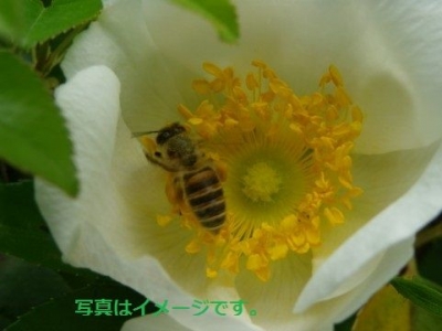 ミツバチ祭り（Buyogan festival）：フィリピン