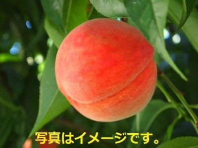 桃祭り　ピーチ・フェスティバル（14th Annual Peach Festival　with Arts and Antiques）：アメリカ