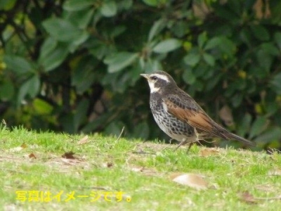 ツグミ祭り（Sagra del Tordo）：イタリア