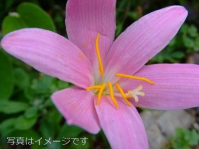 サフラン祭り（Fiesta de la Rosa del Azafran）：スペイン