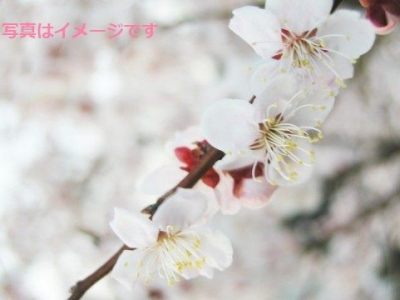 聖バーバラの日（St Barbara’s Day）：オーストリア、ドイツ、フランスなど