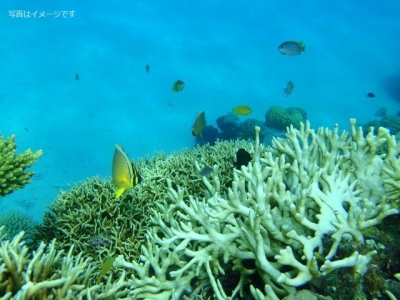 水中音楽会（Underwater Music Festival）：アメリカ