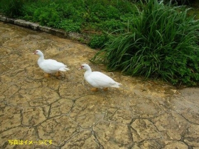 アヒルのファッションショー（Pied Piper Duck Fashion Show）：オーストラリア 