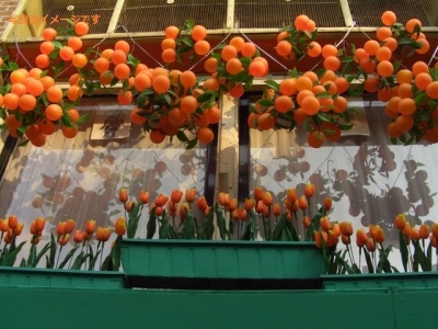 国王の日　2014：オランダ