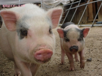 パラダ・ナン・レチョン(Parada ng Lechon )：フィリピン