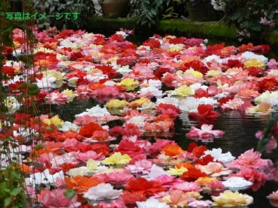 フラワー・カーペット(Tapis de fleurs)：ベルギー