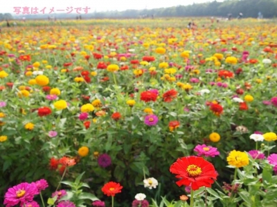 キングスパーク・フェスティバル（Kings Park Festival）：オーストラリア