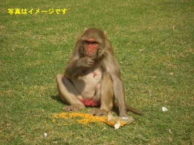 モンキー・ビュッフェ・フェスティバル2014(Lopburi Monkey Buffet Festival):タイ