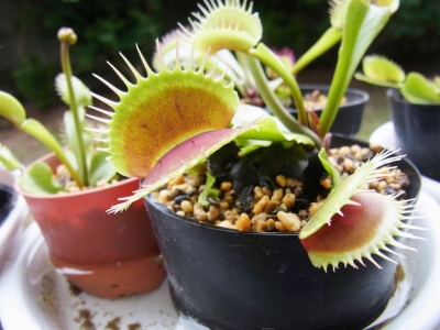 「私、食虫植物の奴隷です。」 　木谷美咲　トークイベント 