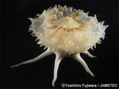 コニカミノルタプラザ特別企画展  “海底散歩”暗闇の中で美世界に出会う　～超・深海展 2015～