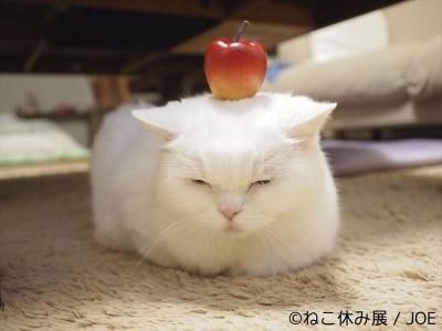 「ねこ休み展」 in 名古屋