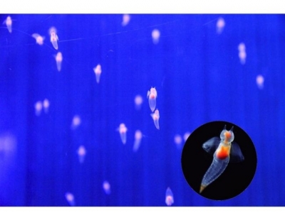 クリオネリウム2017