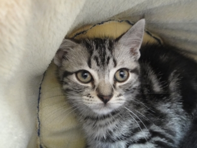 ふれあいねこ展