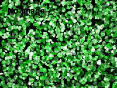 横浜開港記念みなと祭　ザよこはまパレード