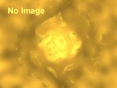 第13回こども金山探険隊