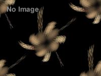 ごちそうワンダーランド　重箱・弁当箱の世界