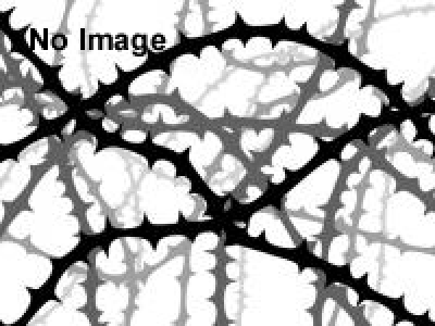 【 BraveHeartヌメリナイト 】