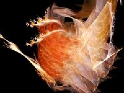 2013 紅蓮×みさくらなんこつ 華展「Re:shadow」 