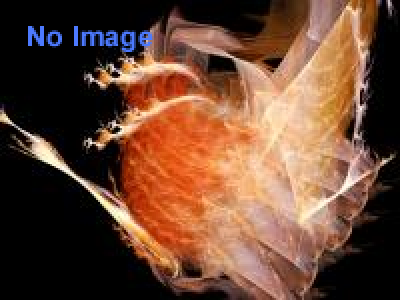 ビョーク：バイオフィリア・ライブ