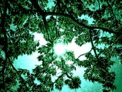 Cryptogamia　秘密の結婚Ⅱ