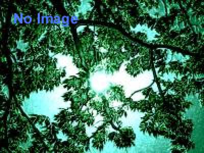 映画ドラえもん 新・のび太の大魔境 公開記念 ドラえもんthe ワンダーランド