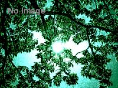 ハルカヤマ藝術要塞2013－山を遊ぶ、アートで遊ぶ。