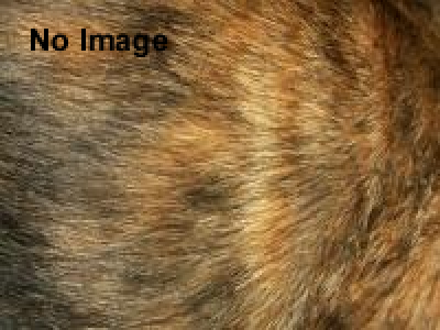 真夏の夜の動物園 