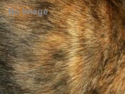 荒川のねこ写真展vol.3 『あらかわのねこ』