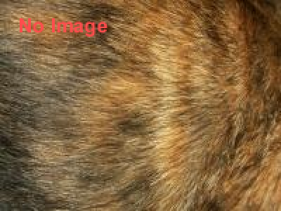 ナツメヒロ第24回企画展「キツネ展2016」