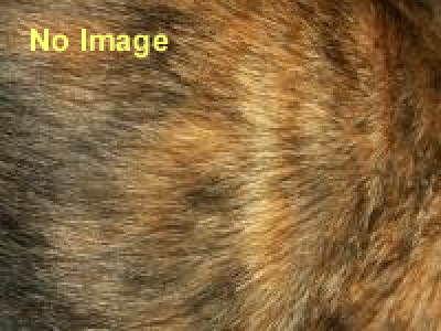 アニマルワールド — 美術のなかのどうぶつたち