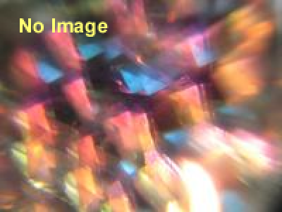 びのこづさいぼー：ひびのこづえ＋「にほんごであそぼ」のしごと