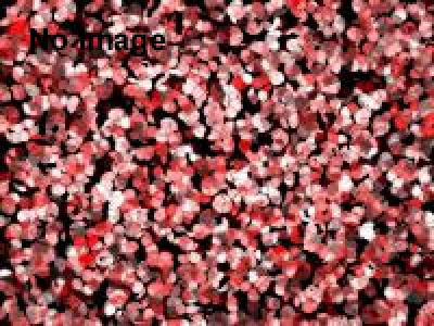 Bead Art Show YOKOHAMA 2014春